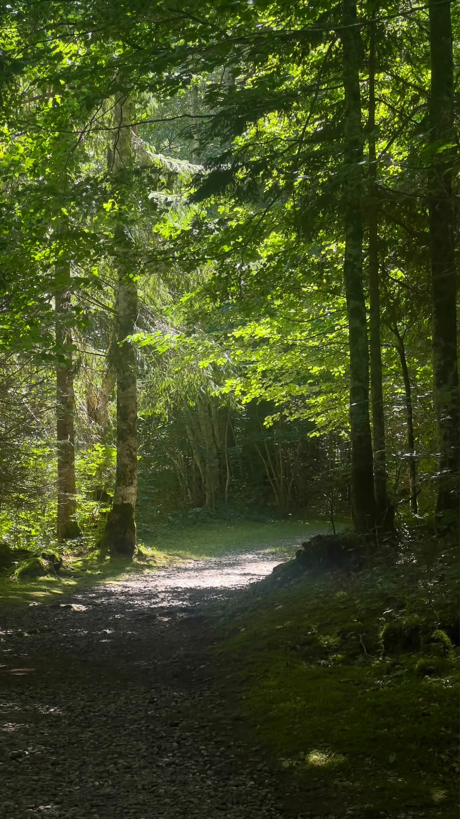 Sonnenlicht auf einem Waldweg